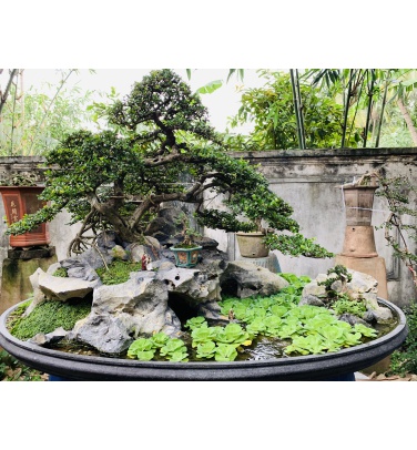 Bonsai cây cảnh