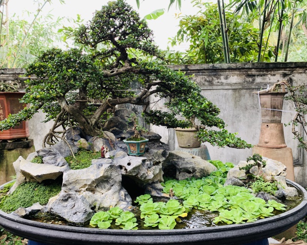 Bonsai cây cảnh